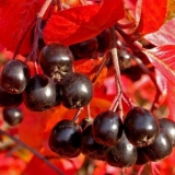 Sadnja aronije u jesen